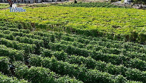 (February 11 2026) An almost two hectares vegetables farm of “bottle gourd, string beans and cucumber“ rented by the Dela Peña family in San Ildefonso, Bulacan, on Wednesday, February 11, 2026, they said due to an oversupply of produce, they are forced to sell at low prices, leaving them with earnings that only break even with their production costs. President Ferdinand R. Marcos Jr. signed the 2026 national budget, which significantly boosts the agricultural sector's allocation to over P297 billion to enhance food security, modernize systems, and raise rural incomes. Key priorities include doubling farm-to-market road funding to P33 billion. Photo/Analy Labor
