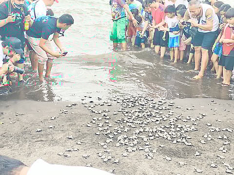 PEOPLE of Naic, Cavite watch baby sea turtles released on the beach during the town’s Pawikan Festival 2026.