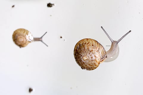 GREATER Bermuda snails in a breeding tank at Chester Zoo in Chester, north-west England.