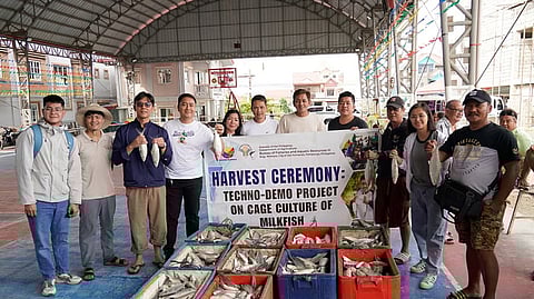 Pampanga techno-demo yields 700 kilos milkfish