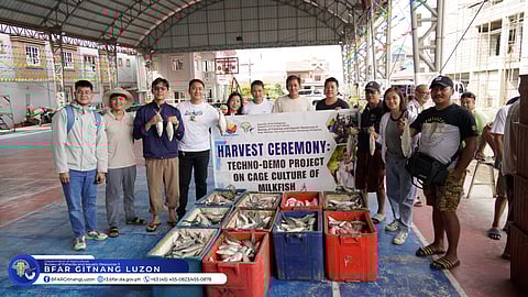 OFFICIALS lead harvest to train local fisherfolk in cage culture.