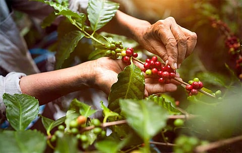 In explaining the Department of Agriculture's creation of an office solely dedicated to local coffee, DA Secretary Francisco Tiu Laurel said, ‘Philippine coffee has long been treated as a minor crop, yet demand is rising both domestically and globally. We cannot keep talking about its potential while farmers grow older, yields stagnate, and imports continue to rise.’