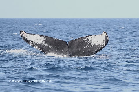 A humpback whale was spotted swimming at the Babuyan Marine Corridor in the Northern tip of Luzon on February 16, 2026.