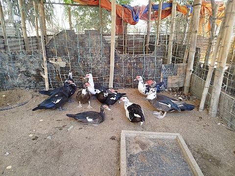 Ducks, bees and banana bread