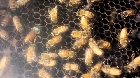 SPOT the queen bee in this bee colony.