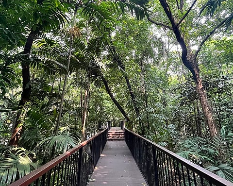 Treees overarching along the walkway of Arroceros Forest Park located in Ermita, Manila, said to be the "last lung of Manila."