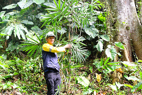 SAGITTARIUS Mines, Inc. begins reforestation and livelihood efforts in host communities ahead of commercial operations.