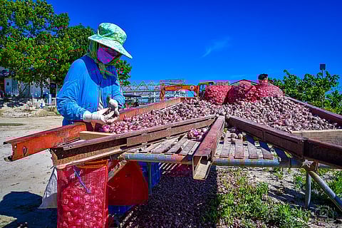 RED onions are being inventoried by a farmer in Occidental Mindoro.