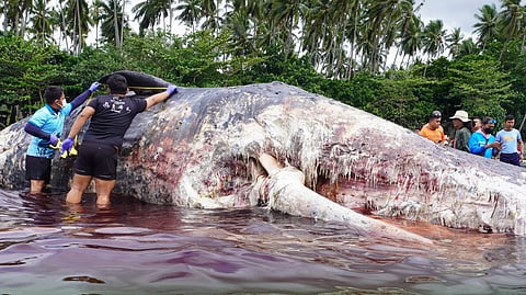 A 12.3-meter female sperm whale in moderate decomposition was found offshore in Glan, Sarangani, prompting a joint response from DENR, BFAR, PCG, and local authorities.