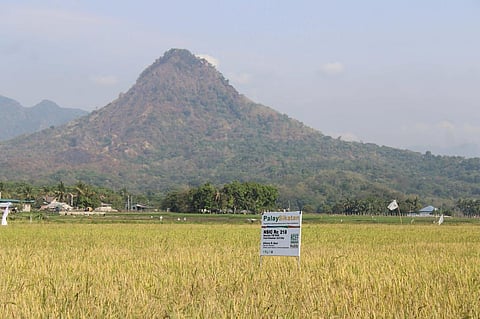 MABANGO 3 rice proves resilient, able to sprout even under flooded conditions.