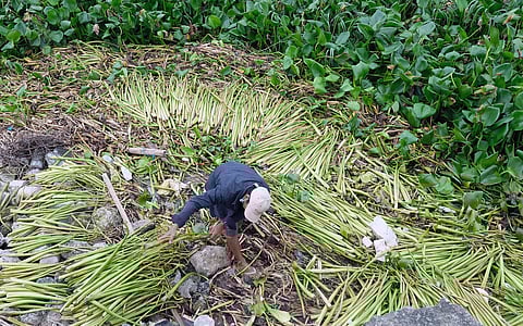 WATER hyacinths have become a boon to Muntinlupa weavers as it becomes a source of materials for creating locally-made handicrafts.