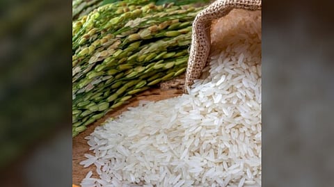 THE rice variety ‘Mabango 3’ has been found to be resilient even in floodwaters. The findings appear in the February 2026 issue of the Philippine Journal of Science.