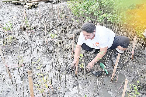 A VOLUNTEER plants mangrove seedlings in Barangay Banoyo, San Luis, Batangas on 20 February 2026.