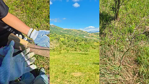 JOURNALISTS join conservation activities and forest restoration at Masungi Georeserve, Rizal