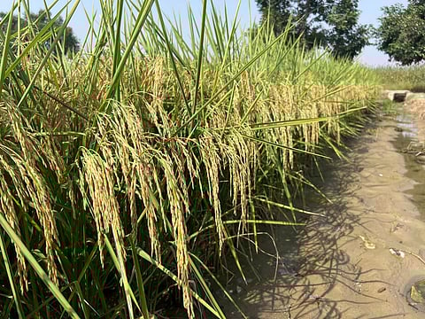 Tarlac farmers embrace 8 new rice varieties