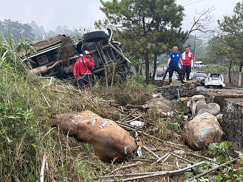 Two persons and four cattles were killed after the truck hit another vehicle before it fell into a road side at Suello Village, Baguio City at at 1 PM of March 6, 2026. |Aldwin Quitasol. Photo Courtesy of Tjhay Eldo.