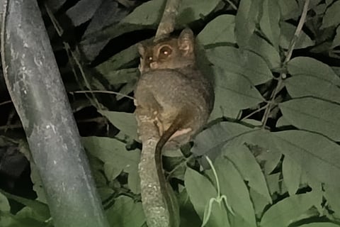 Three tarsiers spotted in Malungon Watershed