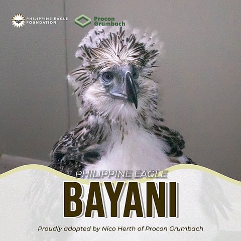 Hello world! Philippine Eagle chick 32 named Bayani unveiled