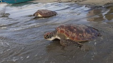 Zambales sees successful sea turtle release