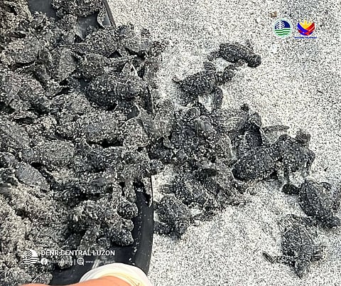 Some 70 Olive Ridley sea turtle hatchlings were released on the shores of Barangay Maloma in the town of San Felipe, Zambales, an indication that the species is alive and well.