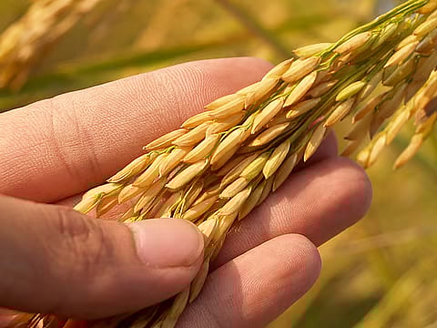 NFA holds palay buying; DA rolls out fuel aid