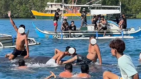 Stranded whale mishandled in Sultan Kudarat, sparks outrage