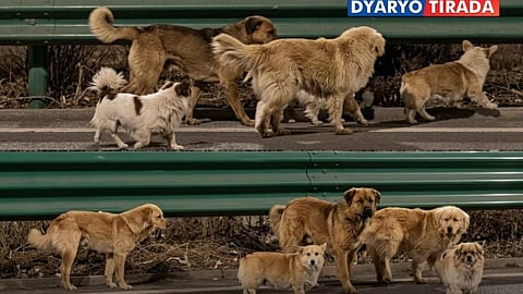 VIRAL snap of the escaped dogs