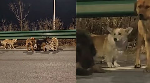 The fearless corgi guides six fellow dogs on a 17 km journey back to safety in Changchun, China.