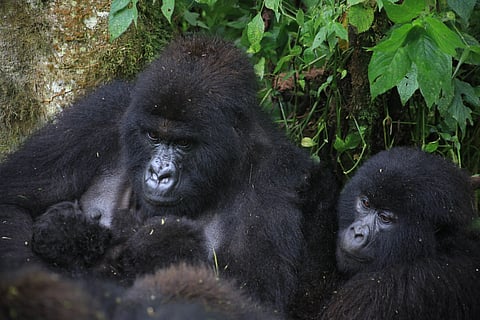 A COUPLE of twin baby mountain gorillas are held by their mother in the Mikeno sector of the park on 19 March 2026.