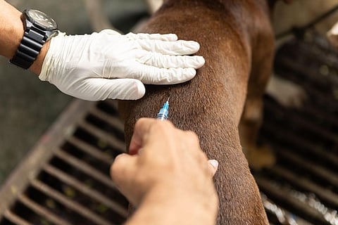 'Stop Rabies' empowers communities toward a Rabies-free Phl