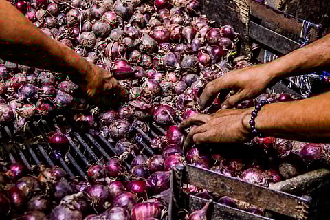 FRESHLY shipped onions are sorted for size in a stockroom in Divisoria, Manila.