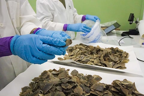PANGOLIN scales are examined following their seizure in Singapore.
