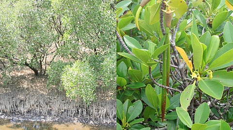 MIXING Avicennia (left) and Rhizophora in restoration maximizes mangrove resilience.