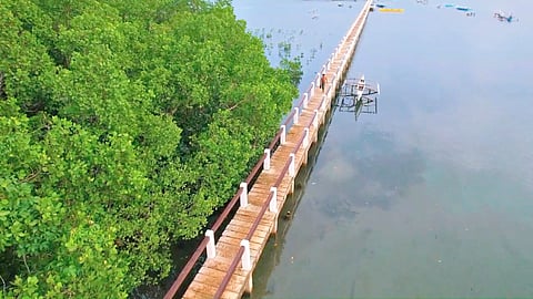 MANGROVE in Barangay Camanga, Salcedo, Eastern Samar.