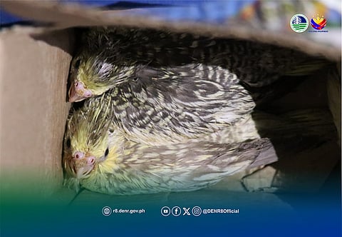 DENR-8 steps up crackdown on illegal wildlife trade