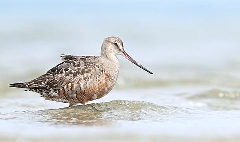 THE Hudsonian Godwit is one of three shorebird species added to the list of such animals threatened with extinction under the United Nations Convention on the Conservation of Migratory Species.
