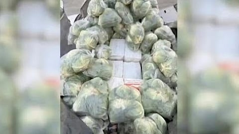 1.6 tons of drugs hidden in cabbages