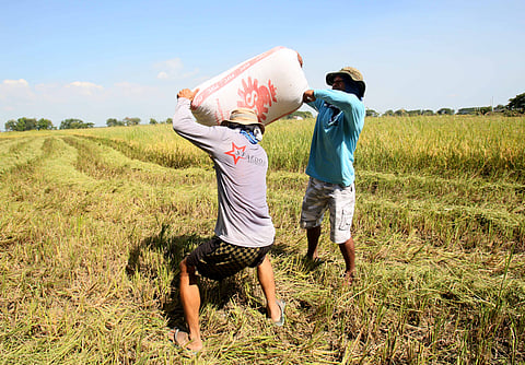 FARMERS carry heavy sacks of freshly harvested rice from a field in Apalit, Pampanga, reflecting the demanding work behind every grain produced.
