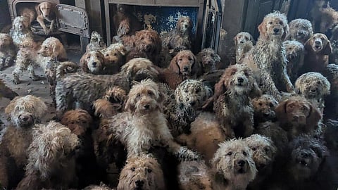 250 dogs rescued in home