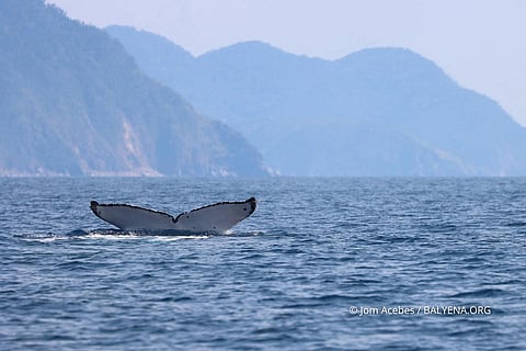 Three humpback whales, including returning female Mary F Hill, spotted in Babuyan Marine Corridor as conservationists monitor breeding activity in Northern Luzon.