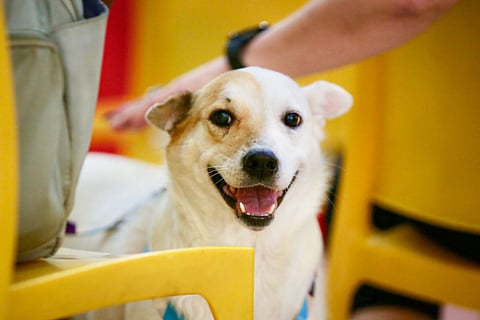 DSWD taps 11 dogs as ‘Doctor Dogs’ for therapy program in Cebu