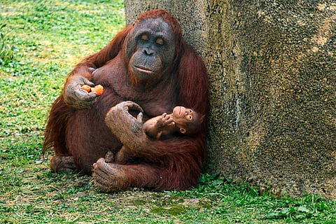 SURYA, a female Bornean orangutan (Pongo pygmaeus), cradles her newborn shortly after its birth on 2 April 2026 at the Madrid Zoo Aquarium, in Madrid.