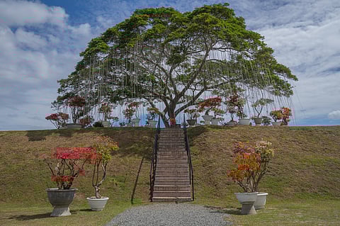 A towering reminder of the past, this natural landmark stands rooted in place as the landscape around it continues
to evolve.