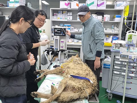 Escaped wolf recaptured