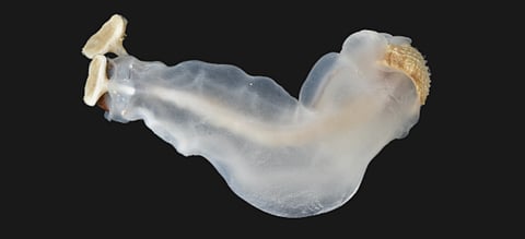 Antingaw, scientifically known as Lithoredo abatanica, or in English as the "Philippine Chalk-Chomping Clam," is one of five finalists for International Mollusc of the Year. Its
serrated, stone-boring shells can clearly be seen on the right-hand side of the photo.