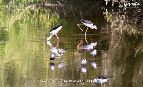 THE public is encouraged to participate in monitoring birds in the wetland park.