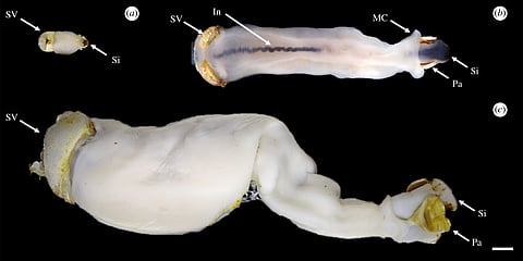 THE antingaw is a mollusk that eats and lives in limestone. It is found only in the Abatan River of Bohol.