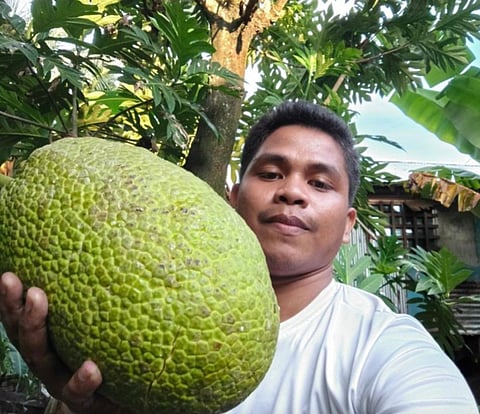 FARMER Raven Garrido of Barangay Navarro in Socorro, Surigao del Norte shows a 3.9-kilo rimas grown in his farm that won the P25,000 top prize in a contest for the biggest breadfruit.