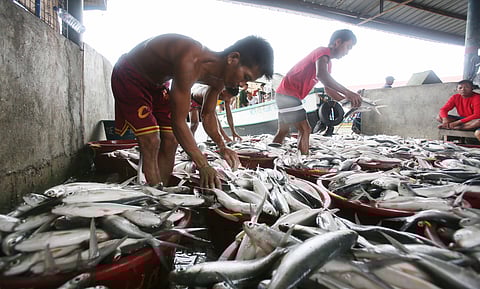 WORKERS at the Pritil Fish Port in Binangonan, Rizal arrange bangus before distributing them to buyers on Sunday. The port serves as a major hub for the province’s aquaculture trade.