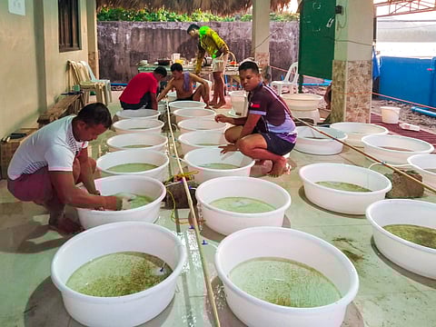 BFAR-8 launches ‘stock now, pay later’ program for bangus growers
